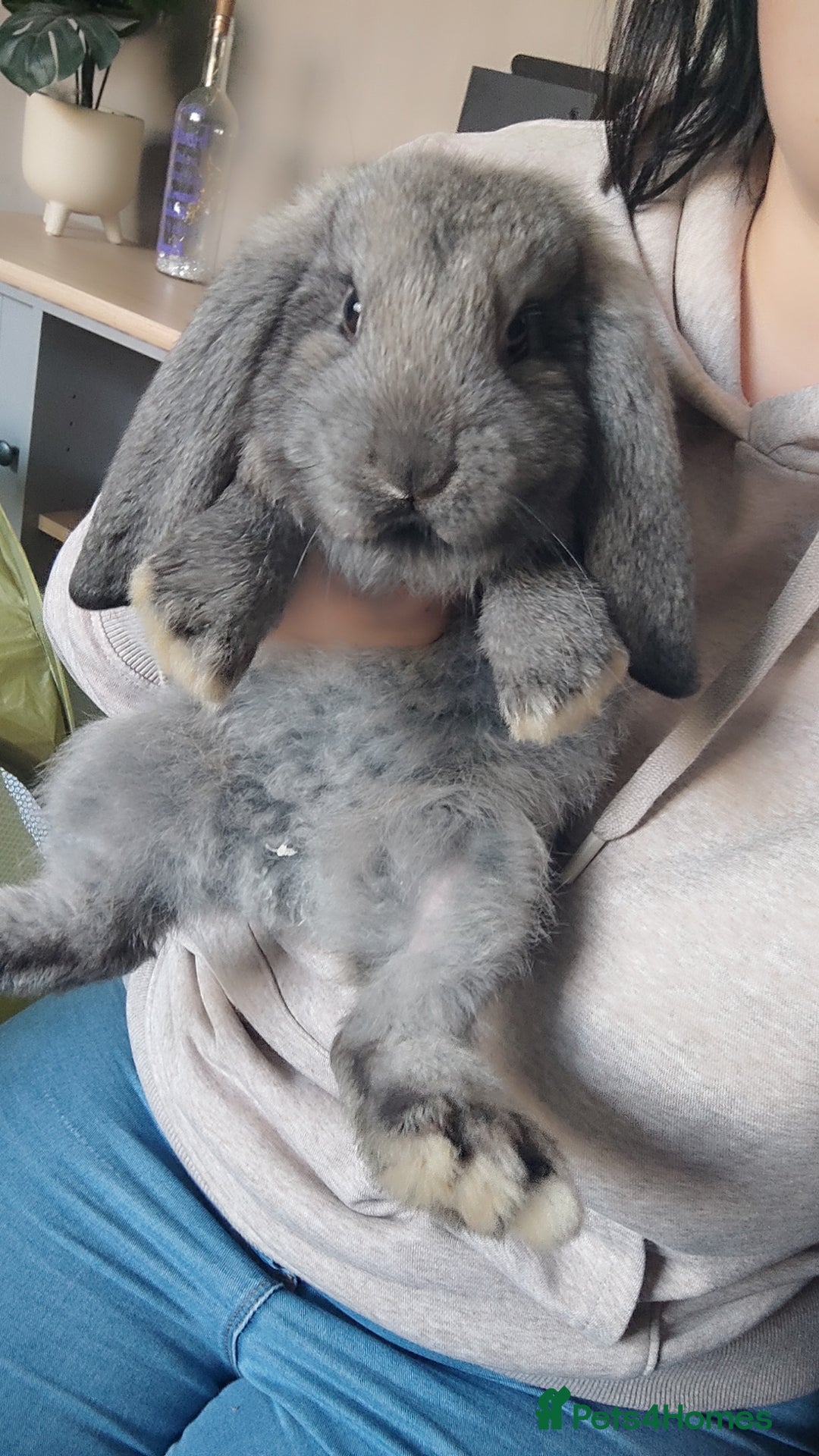 French Lop rabbits for sale: Beautiful french lop boy - Advert 4