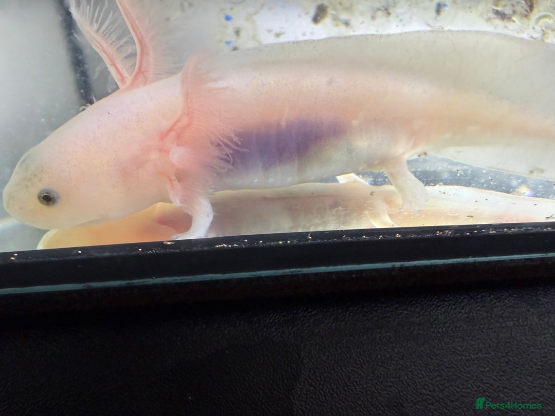 Axolotl reptiles for sale: Axolotl - Advert 20