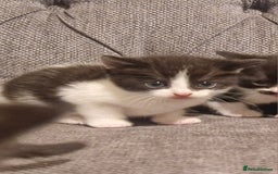 Mixed Breed cats for sale: 5 cute kittens, good natured mum needing homes  - Image 12
