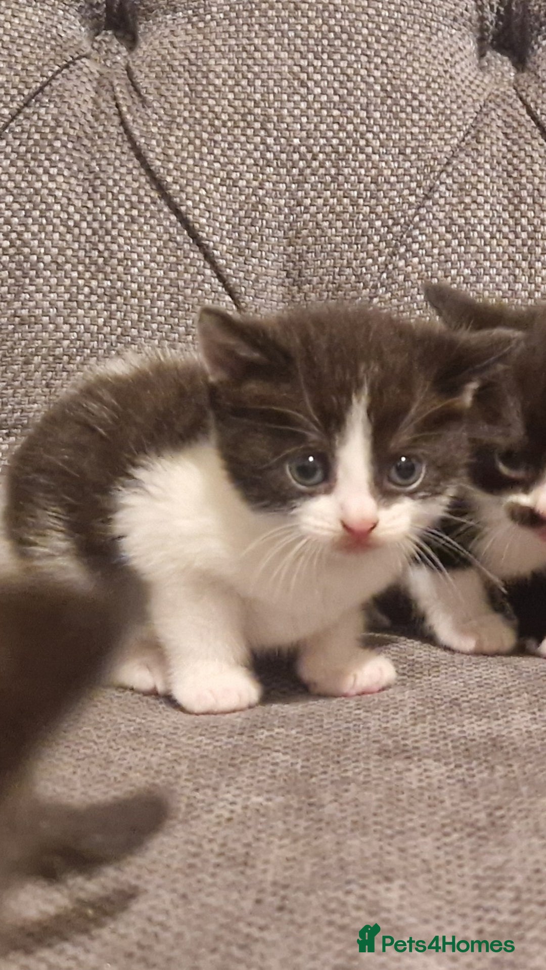 Mixed Breed cats for sale: 5 cute kittens, good natured mum needing homes  - Image 12