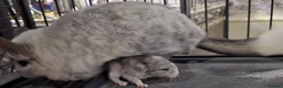 Chinchilla rodents for sale: TAME AND HANDLED DAILY CHINCHILLA FOR SALE  in Mansfield - Advert 9