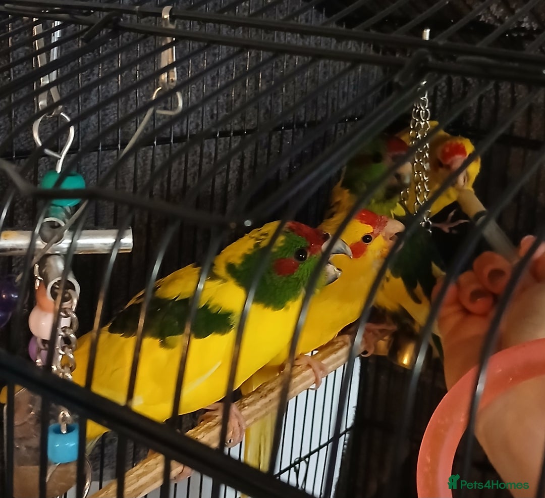 Parakeets birds for sale: Kakariki's Handreard kakariki's  - Image 3