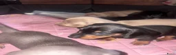 Miniature Dachshund dogs for sale: Beautiful Miniature Dachshund Puppies 🐾❤️ - Advert 25
