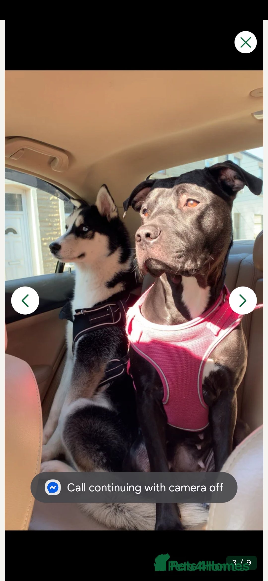 Mixed Breed dogs Nela is a mixed breed of a pitbull and a husky - Advert 18