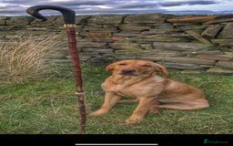 Mixed Breed dogs for sale: 3/4 Labrador 1/4 German wired hair pointer  - Image 14