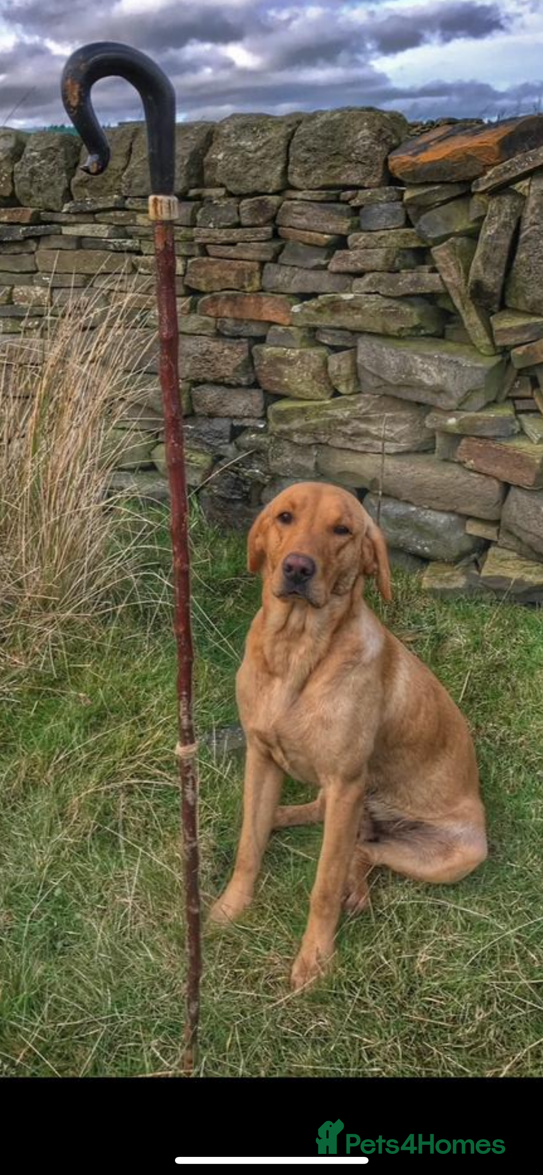 Mixed Breed dogs for sale: 3/4 Labrador 1/4 German wired hair pointer  - Image 14