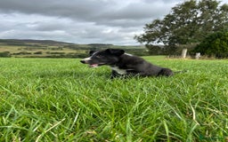Border Collie dogs for sale: ⭐️ Border Collie Puppies ⭐️ - Image 21