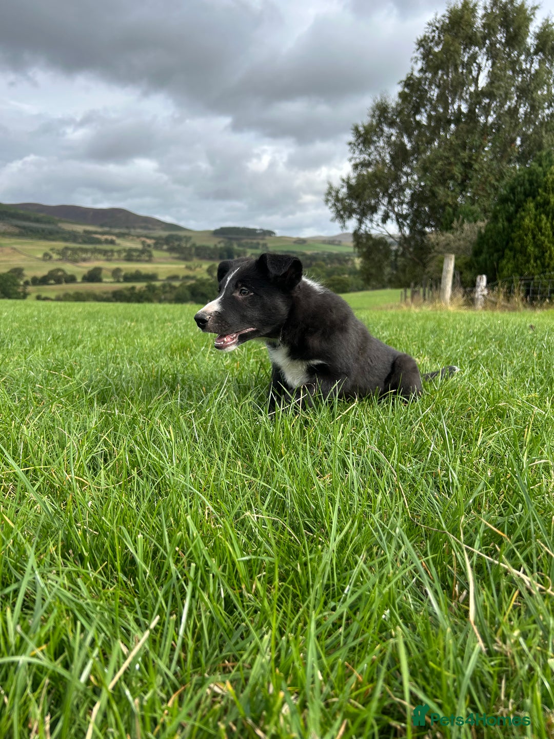 Border Collie dogs for sale: ⭐️ Border Collie Puppies ⭐️ - Image 21