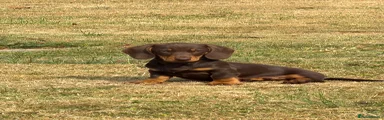 Dachshund 2