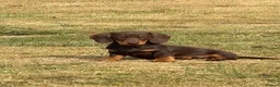 Dachshund dogs for sale: 3 Gorgeous puppies available  - Advert 5