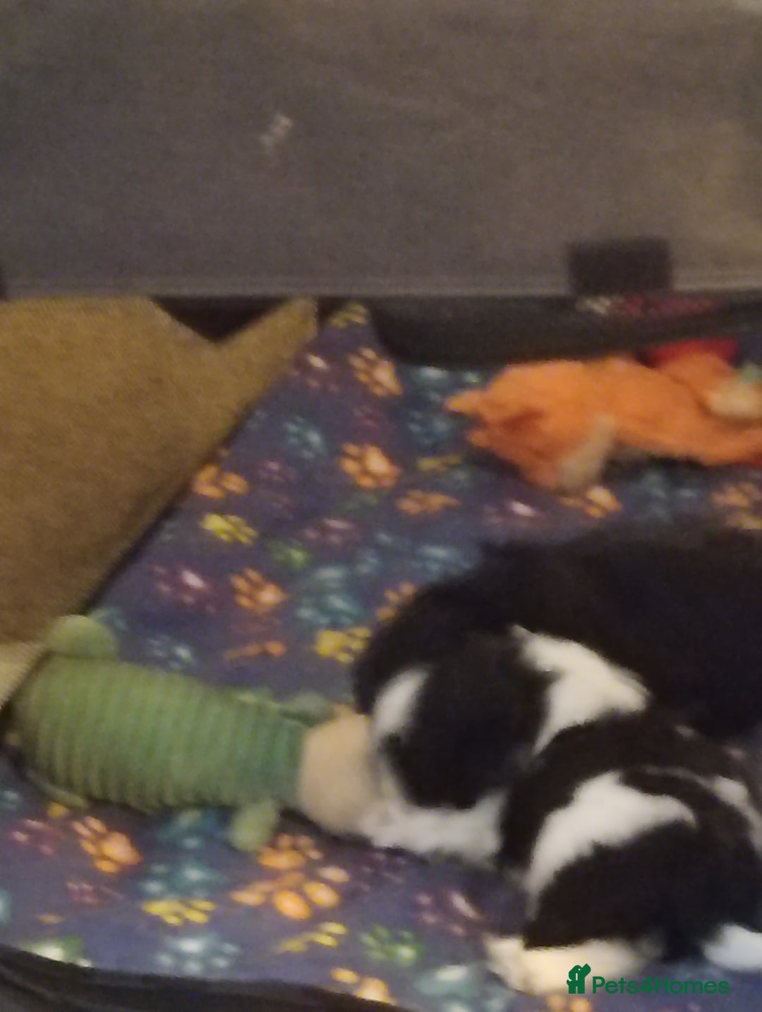 Shih Tzu dogs for sale: Beautiful male full shihzue puppies needing homes - Image 5