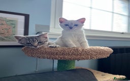 British Shorthair cats for sale: Beautiful British Shorthair Kittens... - Image 4
