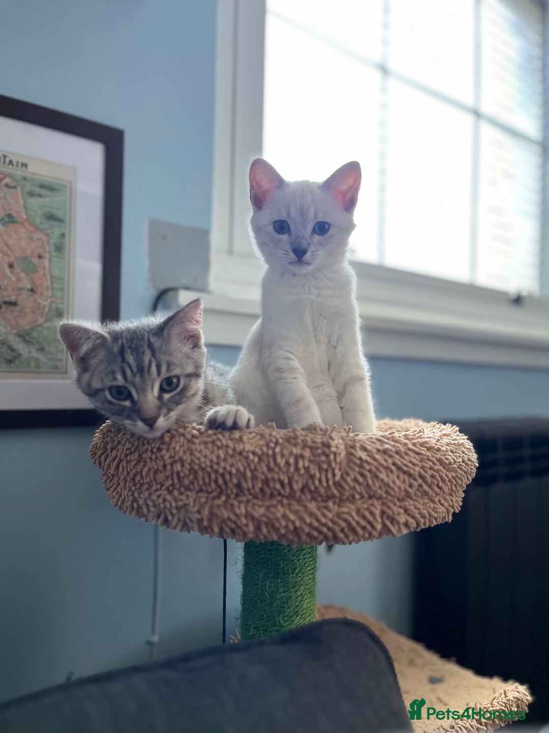 British Shorthair cats for sale: Beautiful British Shorthair Kittens... - Image 4