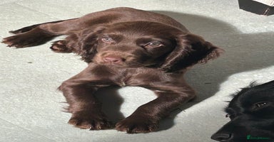 Cocker Spaniel dogs - Advert 15