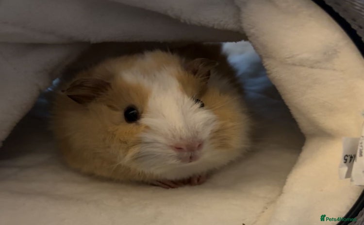 Guinea Pig rodents - Advert 1