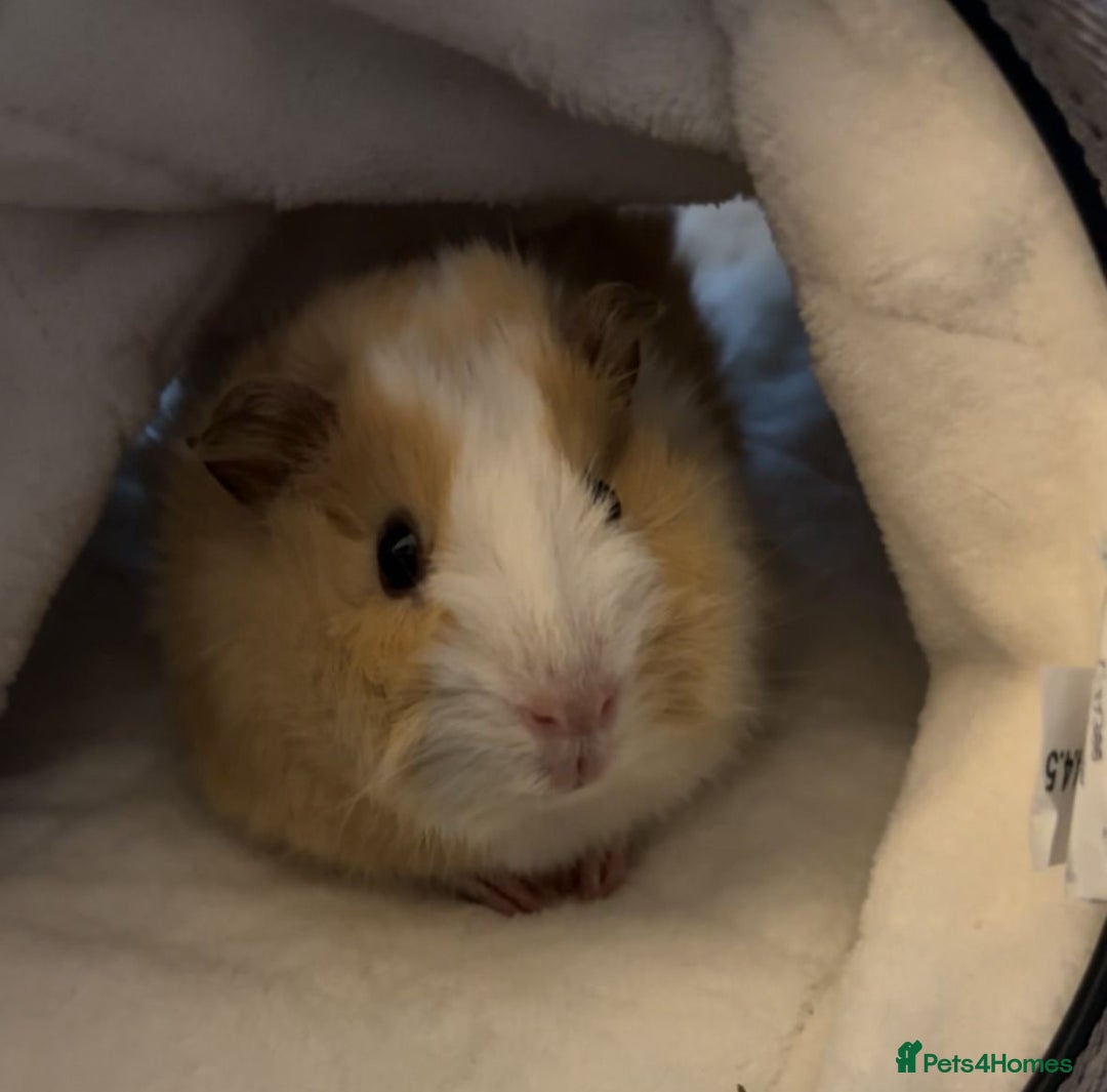 Guinea Pig rodents for sale: 2 Paired Female Guinea Pigs + Set Up - Image 1