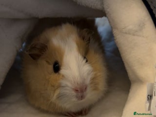 Guinea Pig rodents for sale - Advert 1