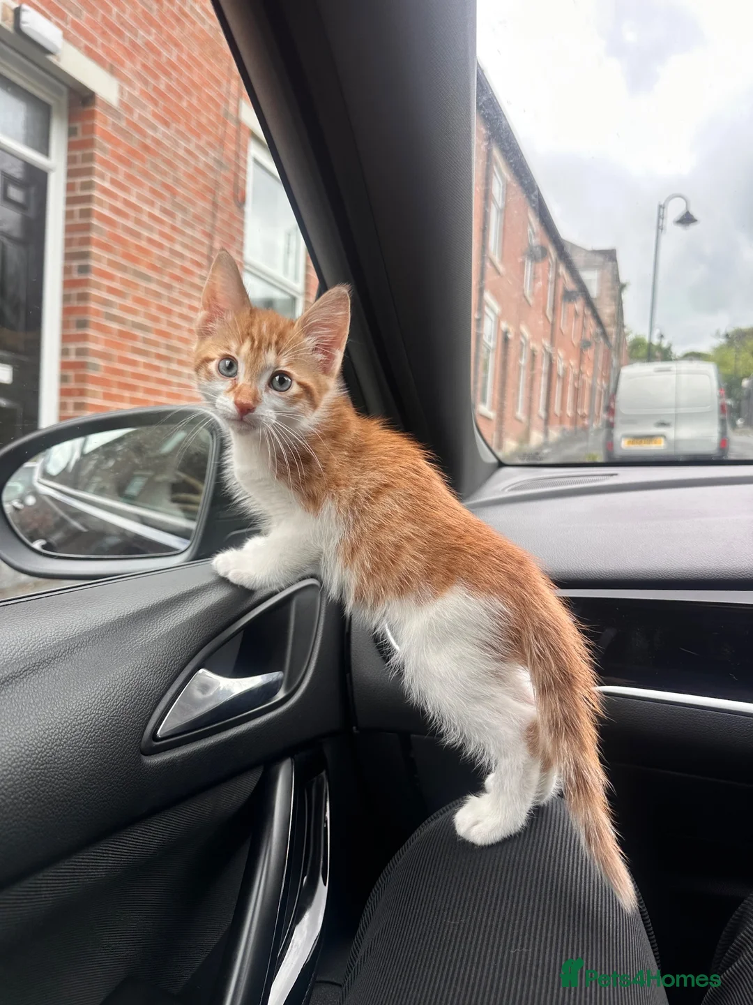 Mixed Breed cats for sale: Tabby kitten  - Advert 5
