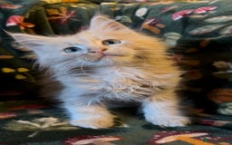 Maine Coon cats for sale: Maine Coon Kittens TICA  - Image 5