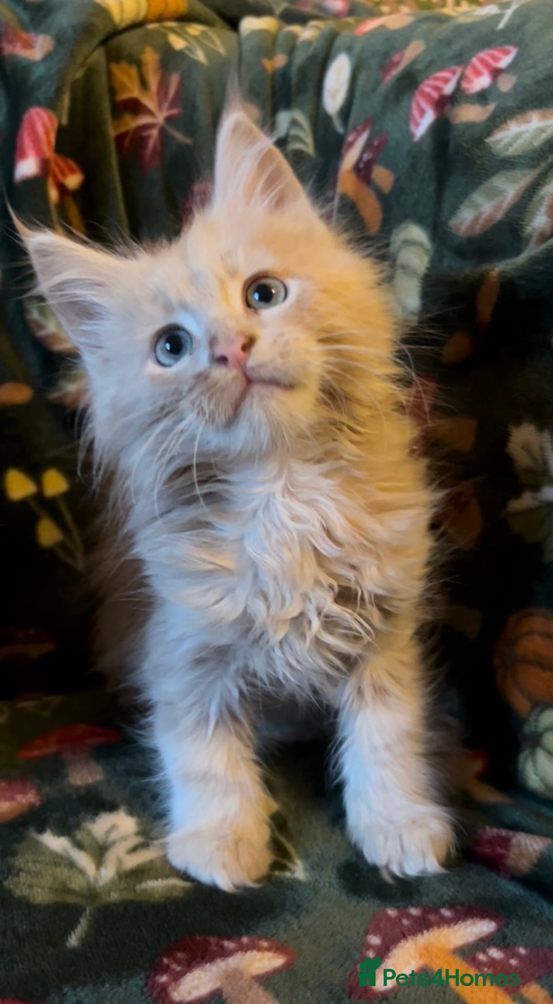 Maine Coon cats for sale: Maine Coon Kittens TICA  - Image 5