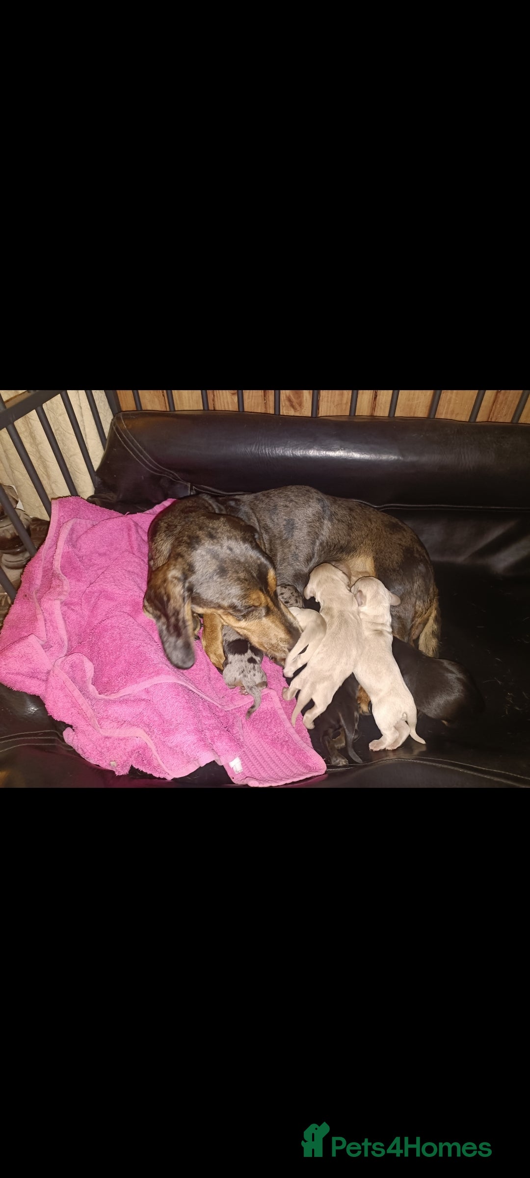 Miniature Dachshund dogs for sale: Miniature Dachshund  - Image 7
