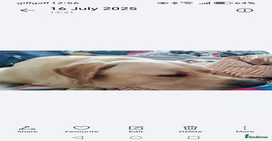 Labrador Retriever dogs - Advert 7