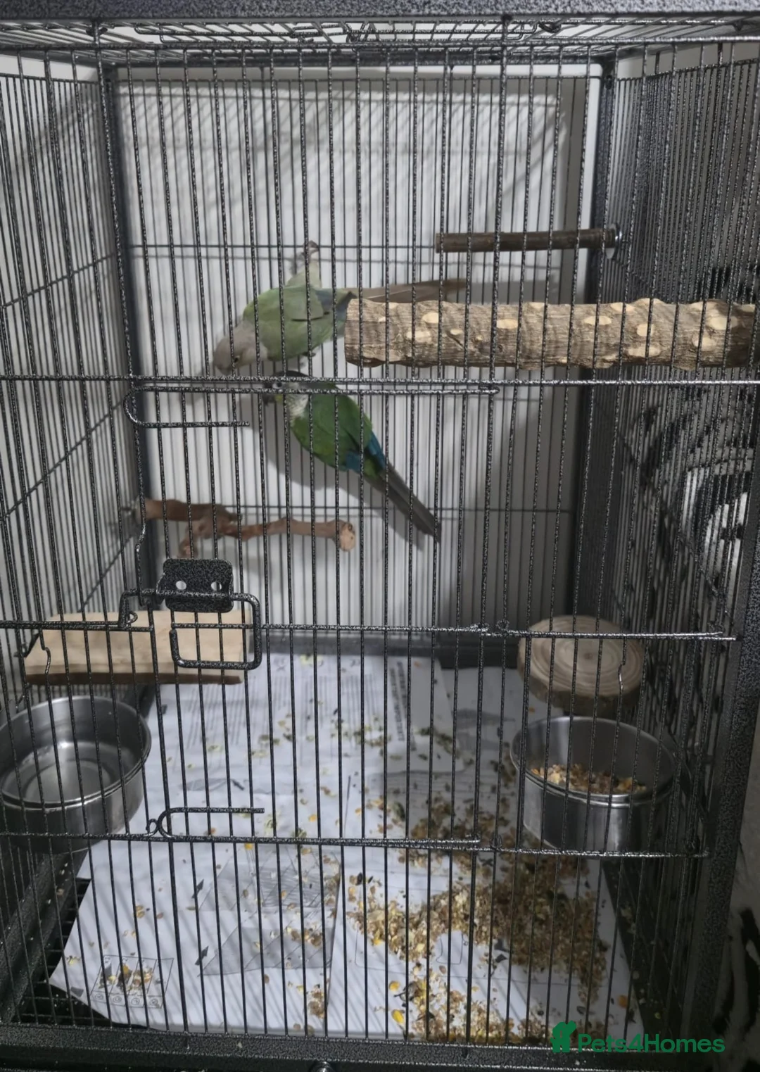 Conures birds for sale: conures  - Advert 3