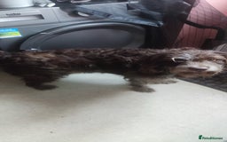 Labradoodle dogs for sale: Labradooodle  - Image 1