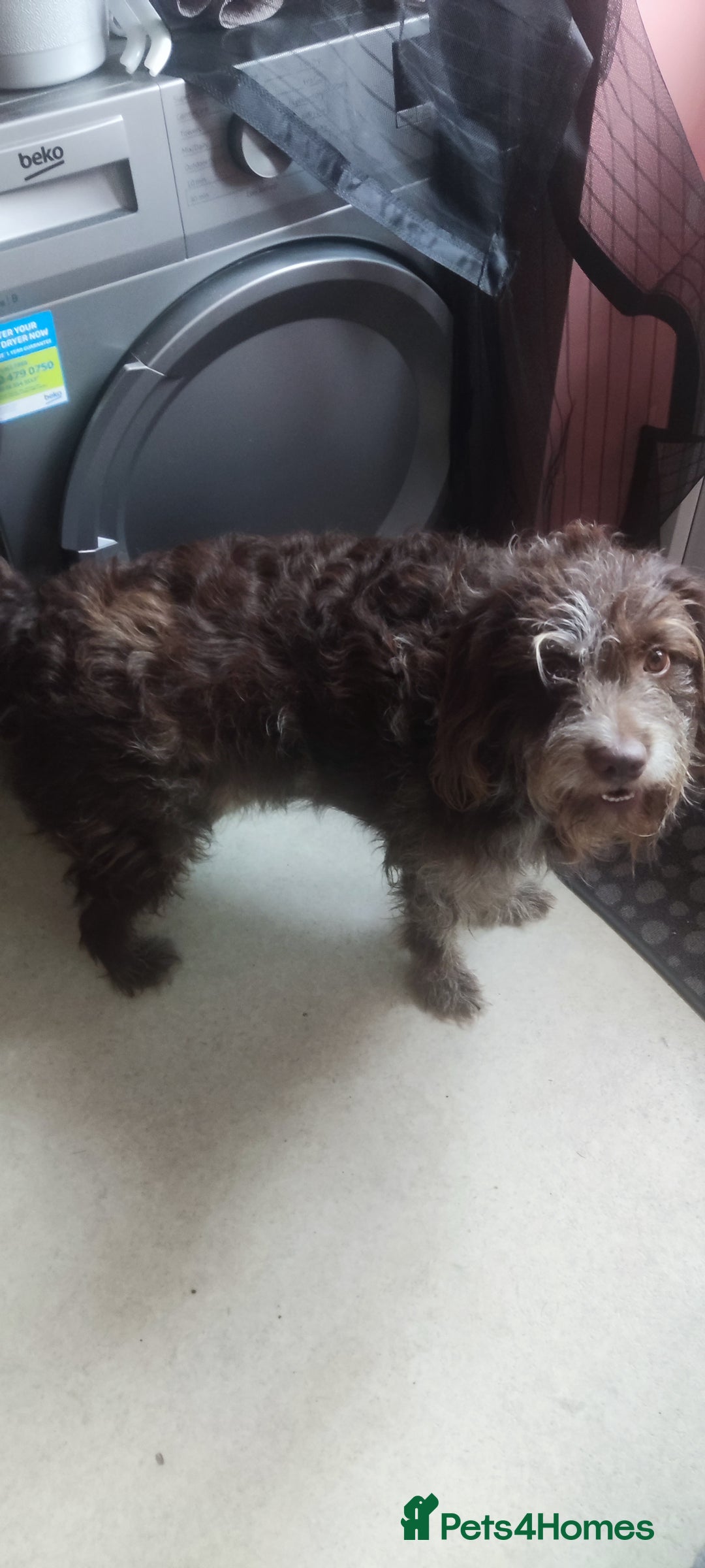 Labradoodle dogs for sale: Labradooodle  - Image 1