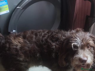Labradoodle dogs - Advert 9