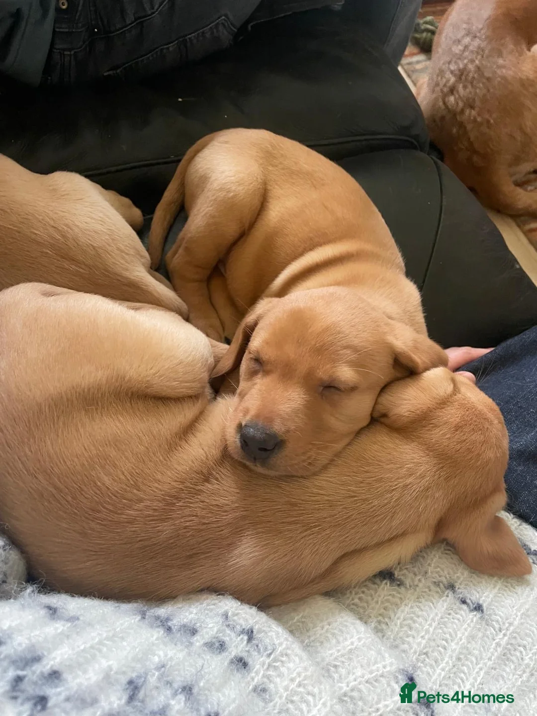 Labrador Retriever dogs for sale: Beautiful fox red labradors for sale in Leeds - Advert 2