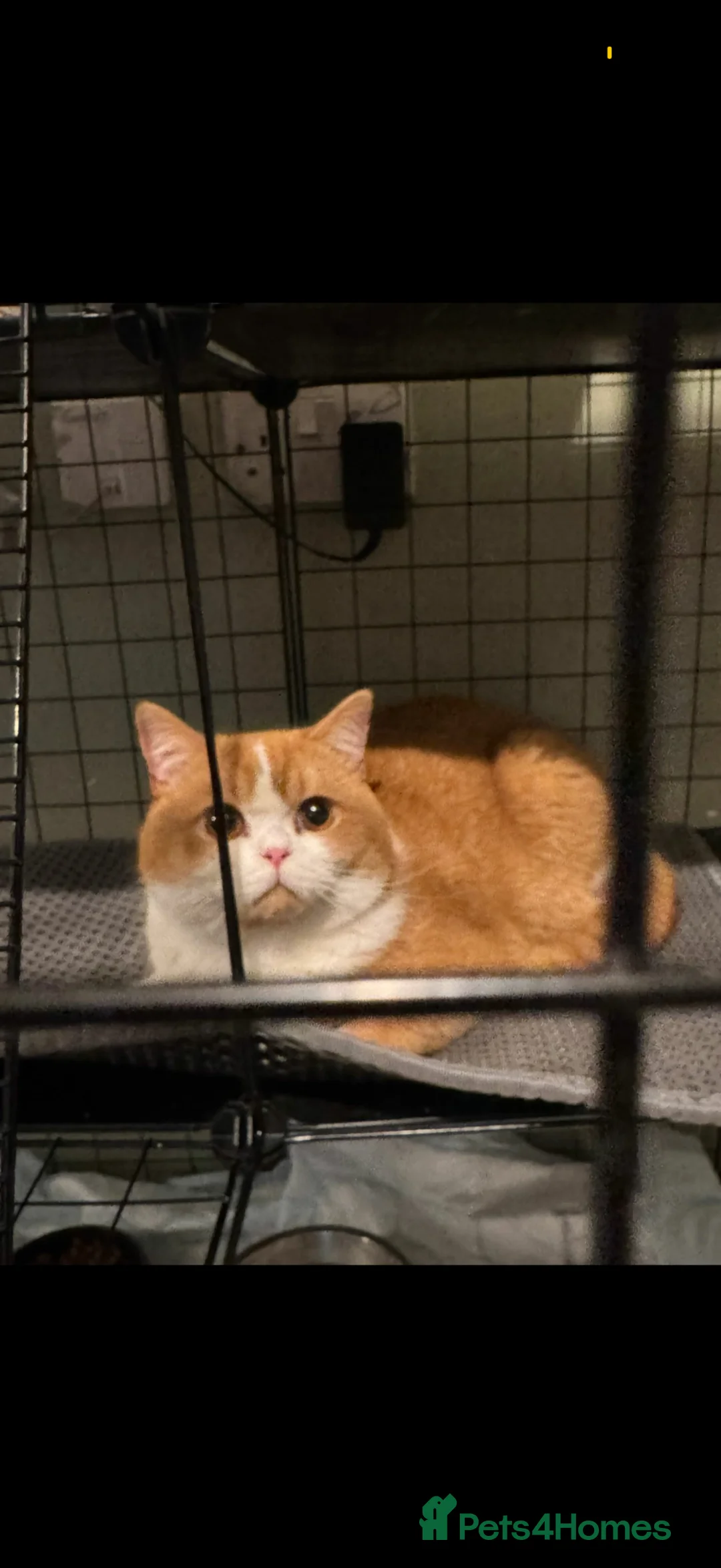 British Shorthair cats for sale: British short hair kittens  - Advert 5