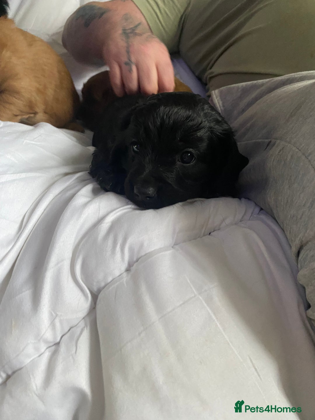 Cavapoo dogs for sale: Stunning cavapoo pups  - Advert 11