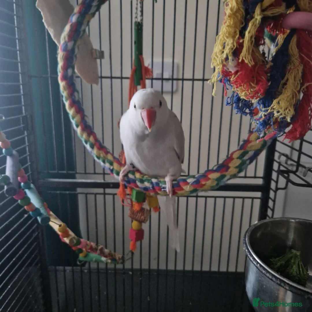 Parakeets birds for sale: Very sad day - Advert 3