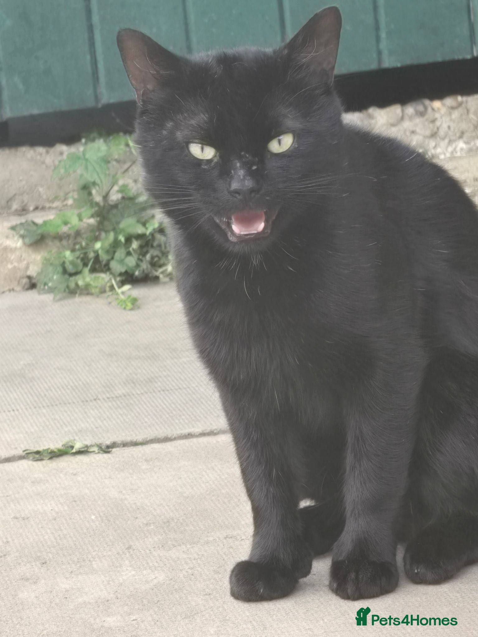 Domestic Shorthair cats This is binx  - Advert 1