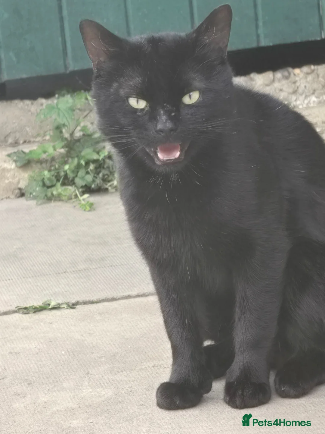 Domestic Shorthair cats for sale: This is binx  in Milton Keynes - Advert 1