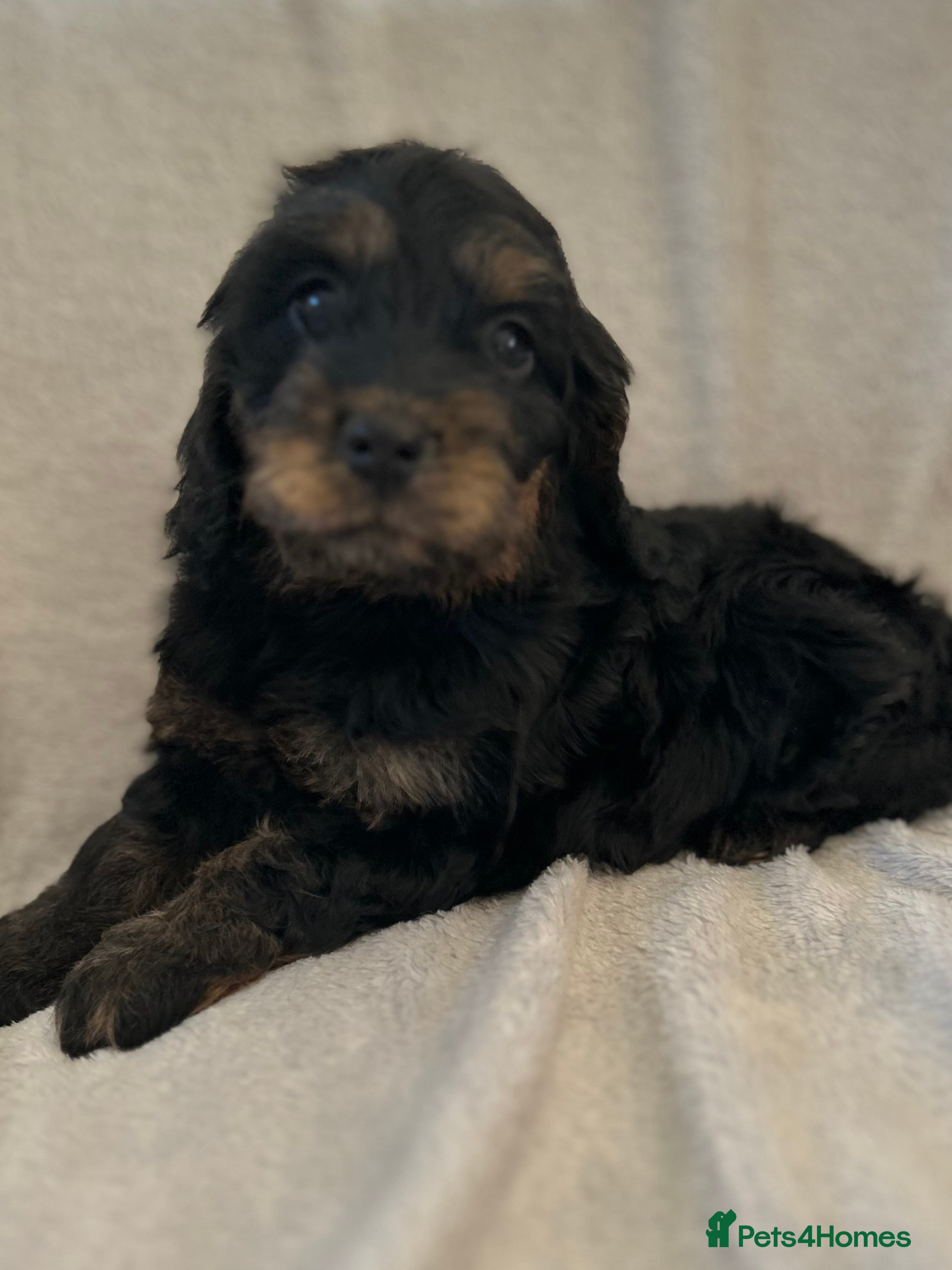 Cockapoo dogs Cockapoo puppies  - Advert 3