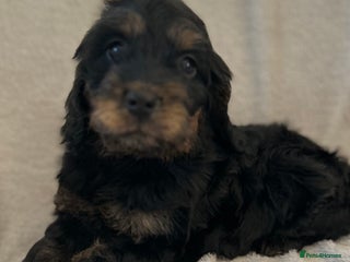 Cockapoo dogs Cockapoo puppies - Advert 2