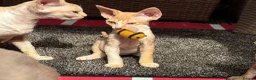 Devon Rex cats for sale: Stunning male Devon Pet or GCCF active considered - Advert 4