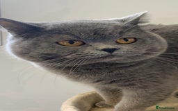 British Shorthair cats for sale: Stunning pure British shorthaired kittens - Image 19