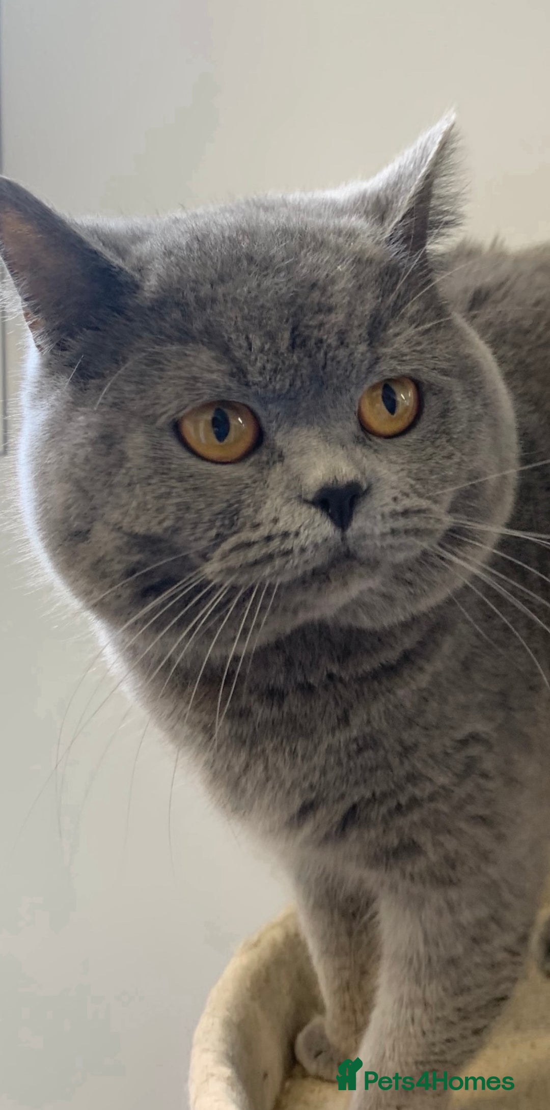 British Shorthair cats for sale: Stunning pure British shorthaired kittens - Image 19