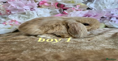 Mini Lop rabbits - Advert 10