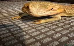 Bearded Dragon reptiles for sale: Male dragon - Image 1