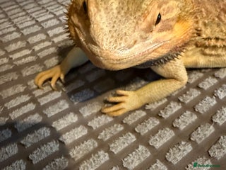 Bearded Dragon reptiles for sale - Advert 2