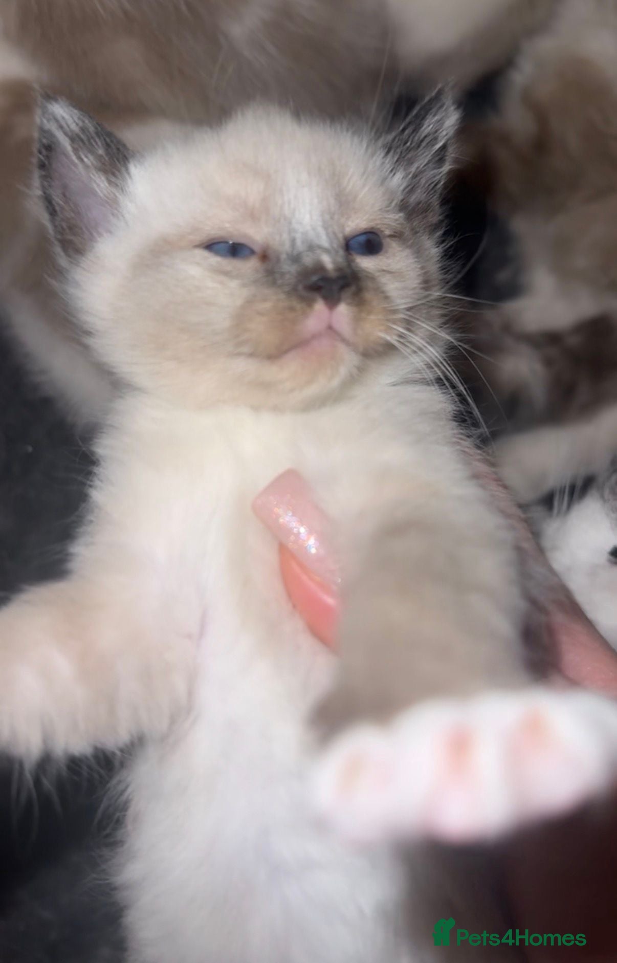 Ragdoll cats Ragdoll kittens - Advert 17