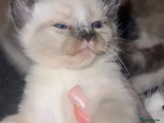 Ragdoll cats Ragdoll kittens - Advert 17