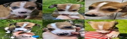 Mixed Breed dogs for sale: Mixed Puppies Looking for Their Forever Homes! - Advert 6