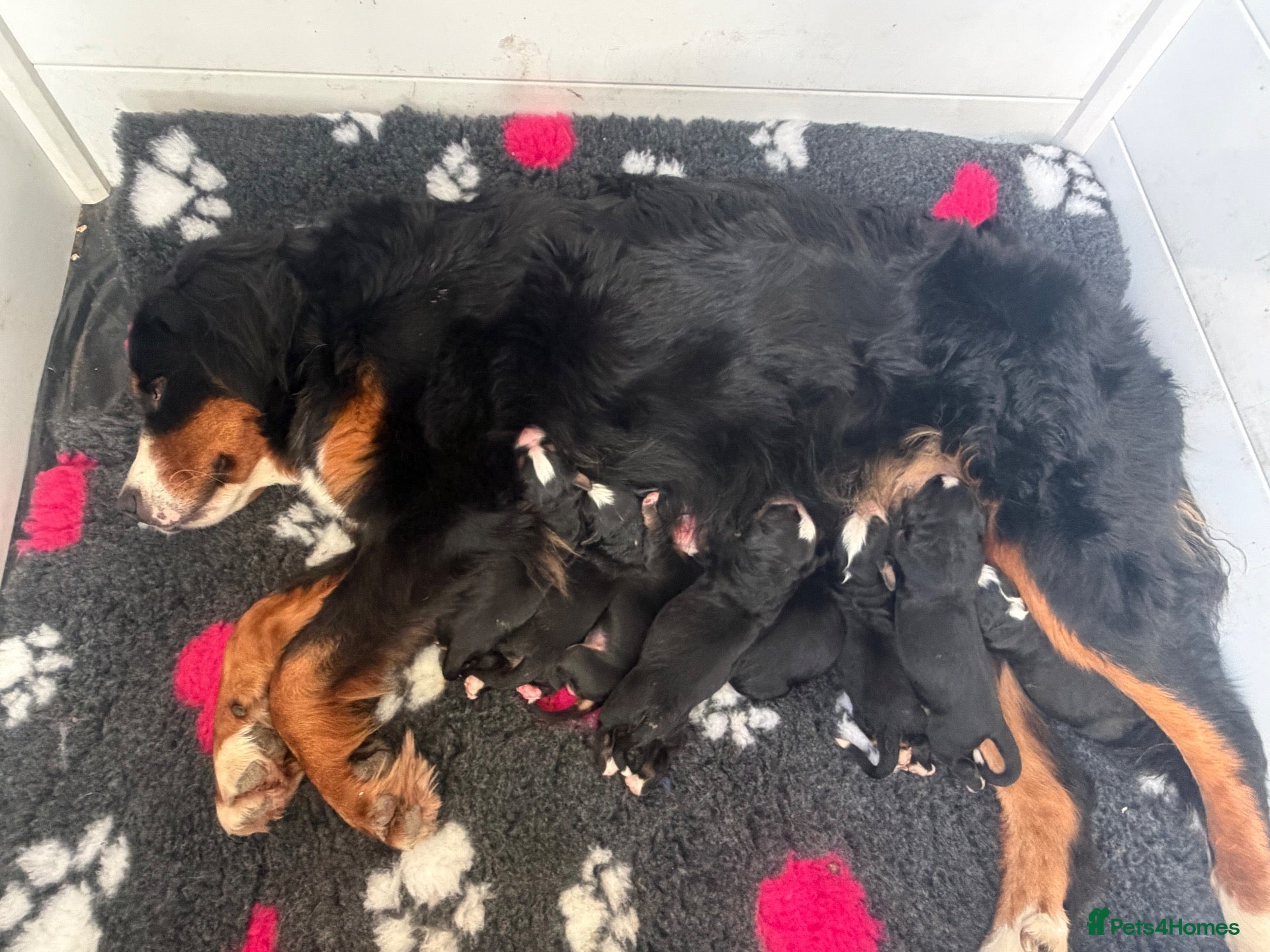 Bernese Mountain Dog dogs The Most beautiful babies Bernese. - Advert 1