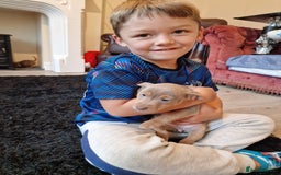 Jack Russell dogs for sale: Beautiful Muchwenlock Jack Russell puppies - Image 15