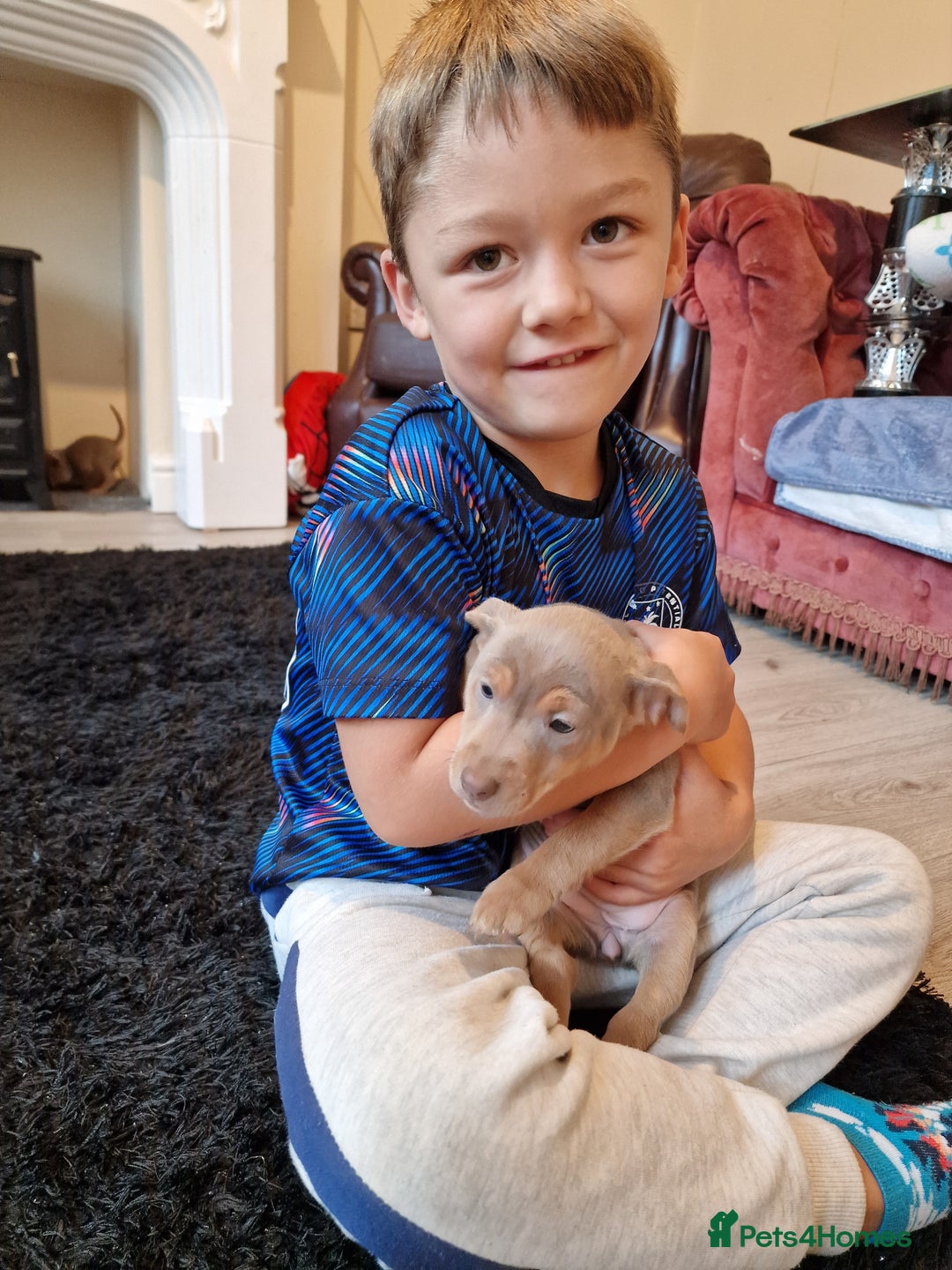 Jack Russell dogs for sale: Beautiful Muchwenlock Jack Russell puppies - Image 15